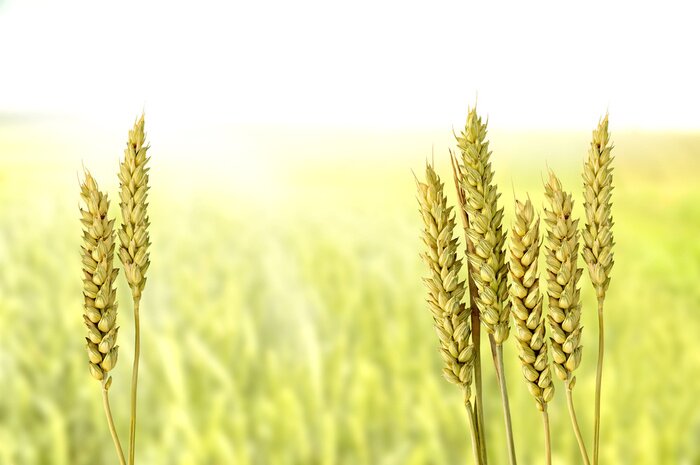 Fototapete Natur und Getreide