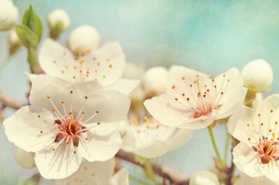 Fototapete Natur und Kirschblüten