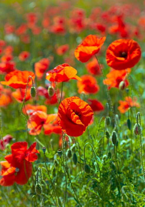 Fototapete Natur und Mohnfeld