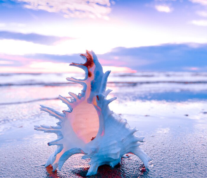 Fototapete Natur und Muschel