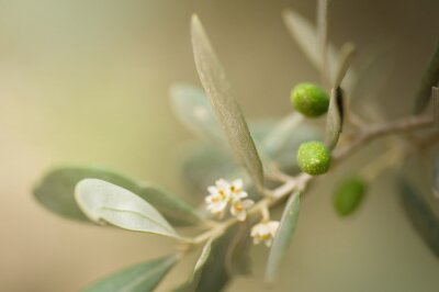 Fototapete Natur und Oliven