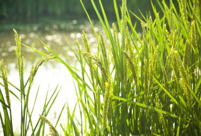 Fototapete Natur und Reis-Getreide