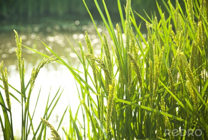 Fototapete Natur und Reis-Getreide