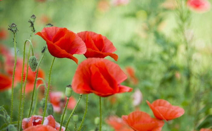 Fototapete Natur und rote Mohnblumen