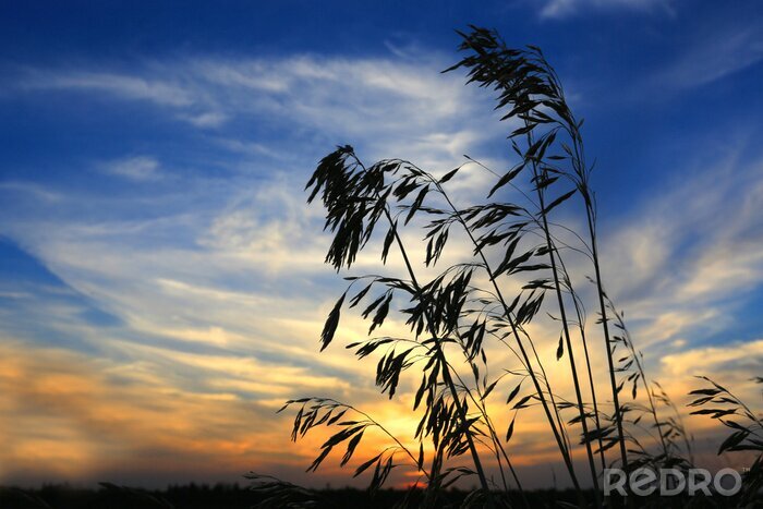 Fototapete Natur und schöner Himmel