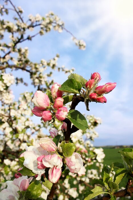 Fototapete Natur und Sonne im Frühling