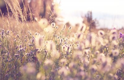 Fototapete Natur und sonnige Wiese