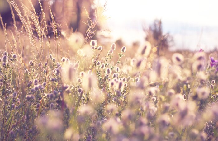 Fototapete Natur und sonnige Wiese