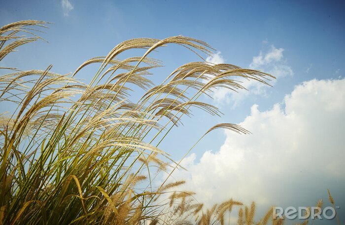 Fototapete Natur und Wolken