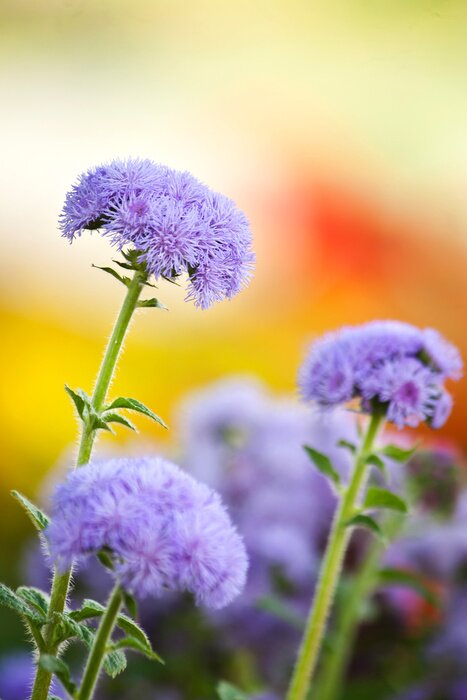 Fototapete Natur von blühendem Ageratum