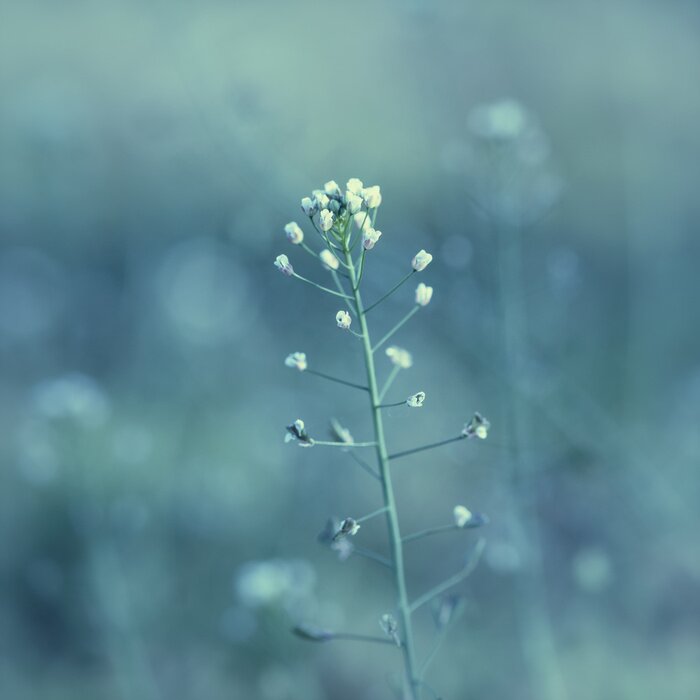 Fototapete Natur von nahem