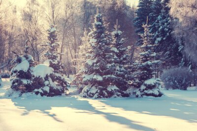 Fototapete Natur Wald im Winter
