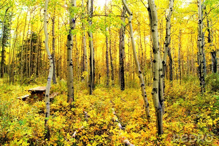 Fototapete Natur Wald in Herbstfarben