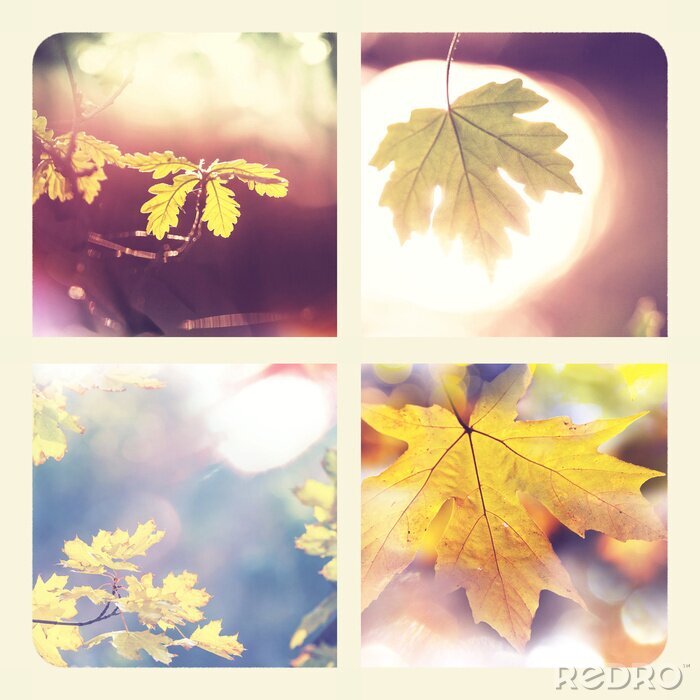 Fototapete Natur Wald mit gelben Blättern