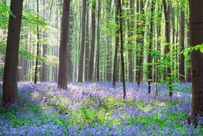 Fototapete Natur Wald und violette Glöckchen