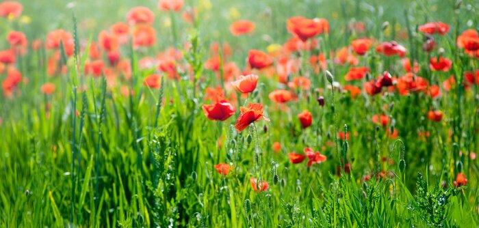 Fototapete Naturfeld mit Blumen
