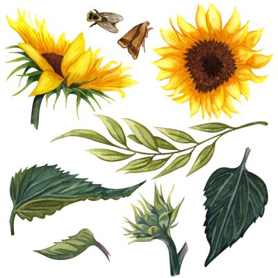 Naturillustration mit Sonnenblume