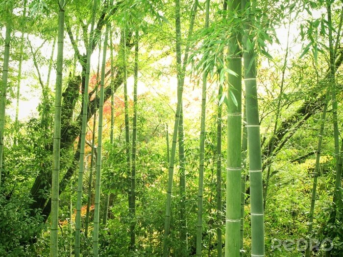 Fototapete Naturlichter Bambuswald