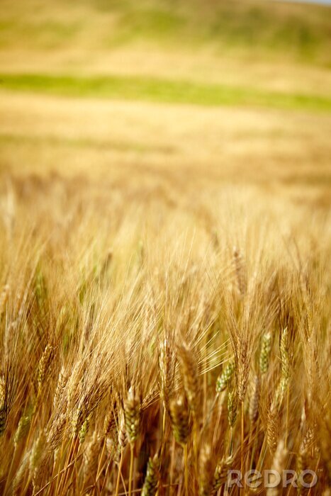 Fototapete Naturmotiv im Sommer mit goldenen Ähren