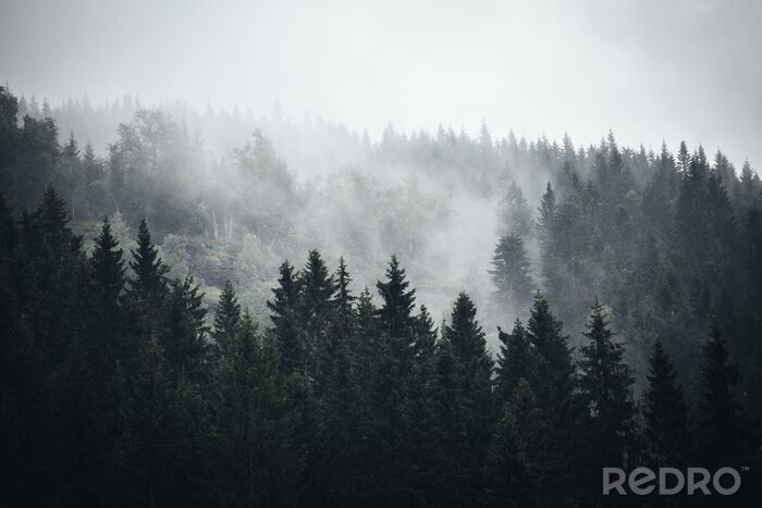 Fototapete Nebel im Norwegischen Wald