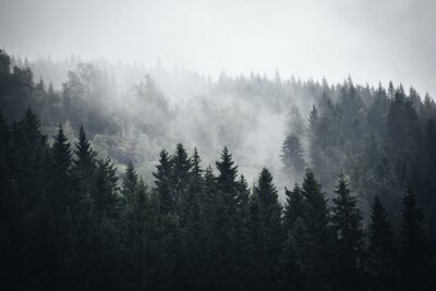 Fototapete Nebel im Norwegischen Wald