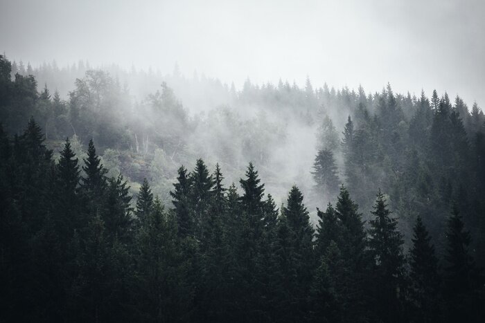 Fototapete Nebel im Norwegischen Wald