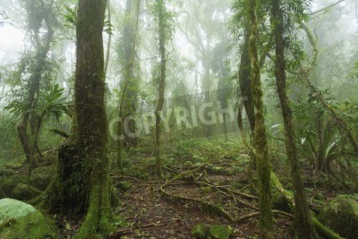 Fototapete Nebel im Regenwald
