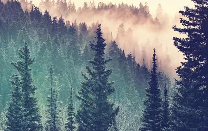 Fototapete Nebel im Wald