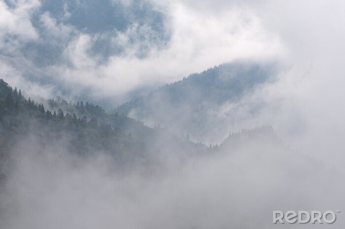Fototapete Nebel mit einem waldstück