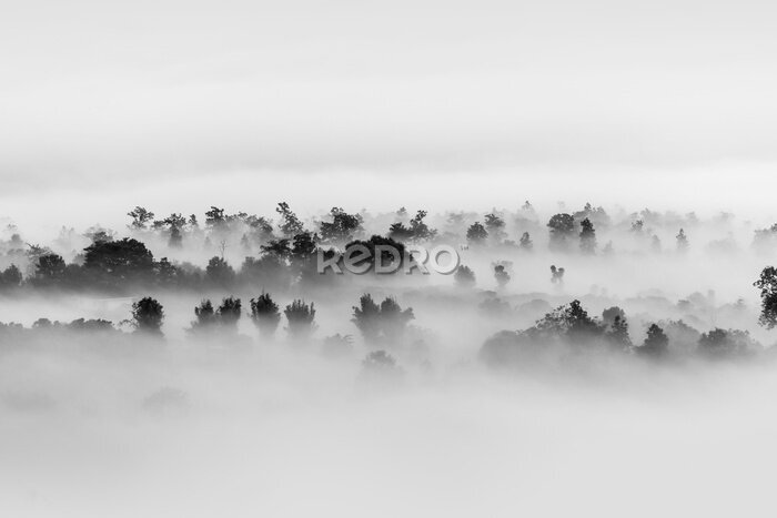Fototapete Nebel schwebt über dem Wald