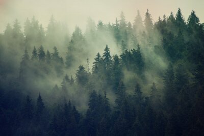 Nebel über dem grünen Tannenwald