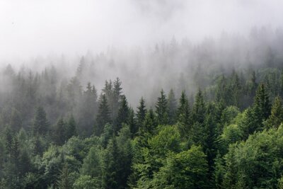 Fototapete Nebel über dichtem dunkelgrünem Nadelwald