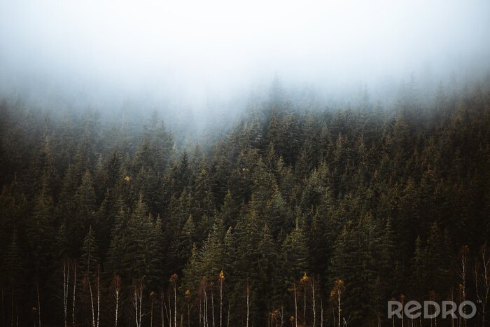 Fototapete Nebel über einem düsteren Wald
