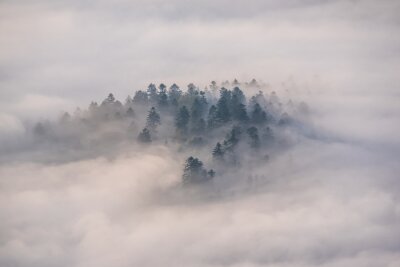 Fototapete Nebel und bäume im pieniny-gebirge
