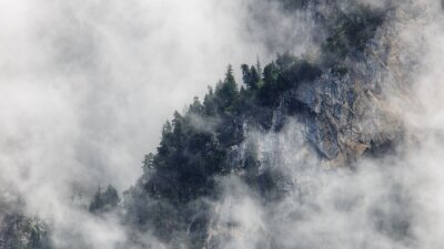 Fototapete Nebel und bäume in der ferne