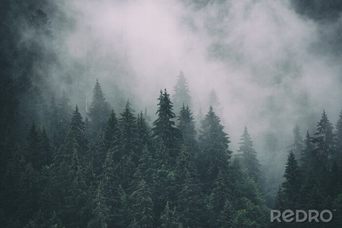 Fototapete Nebel und nadelbäume