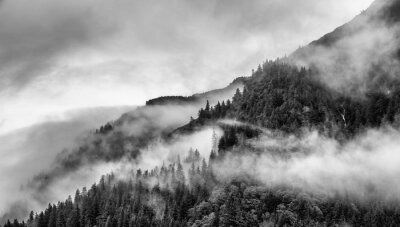 Fototapete Nebel wald Schwarzweißer
