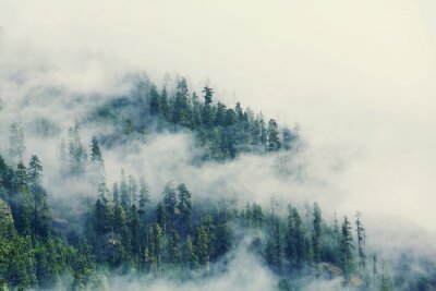 Fototapete Nebel zwischen den grünen bäumen