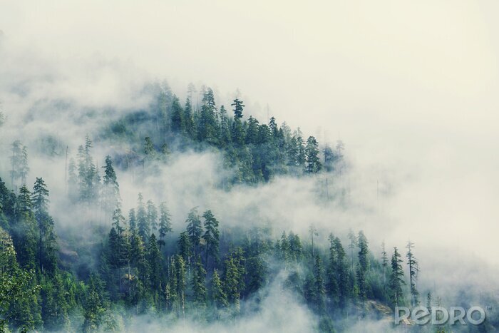 Fototapete Nebel zwischen den grünen bäumen