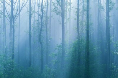 Fototapete Nebelblau des Waldes