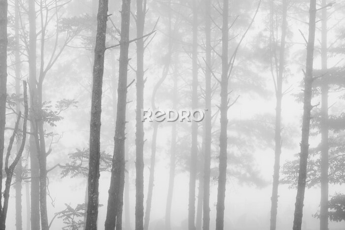 Fototapete Nebeliger Wald aus hohen Bäumen
