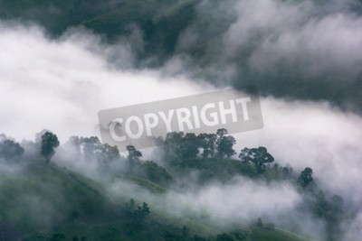 Fototapete Nebelverhangener regenwald