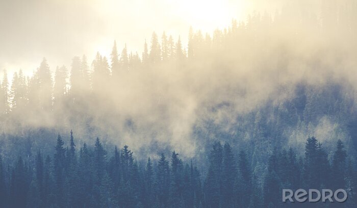 Fototapete Nebelverhangener Wald