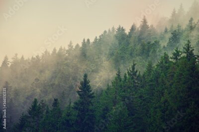 Nebliger Berghang Landschaft