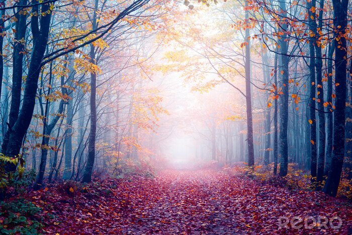 Fototapete Nebliger Herbstwald