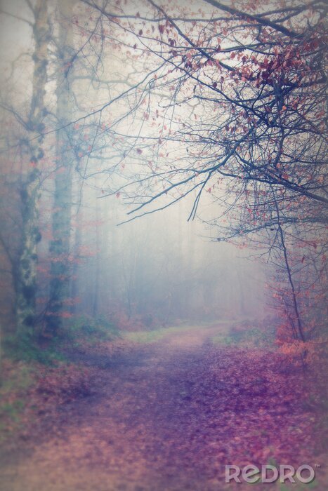 Fototapete Nebliger Herbstwald
