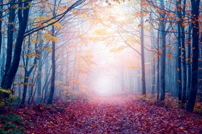 Fototapete Nebliger Herbstwald