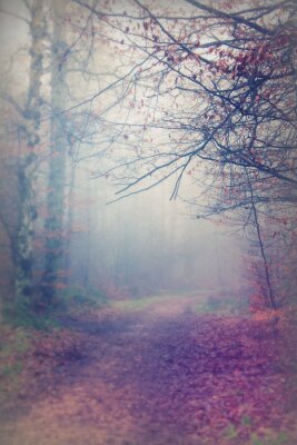 Fototapete Nebliger Herbstwald