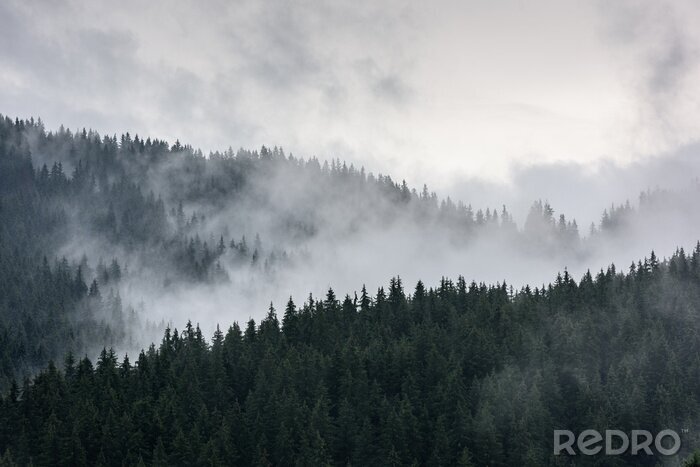Fototapete Nebliger Kiefernwald. Dichter Kiefernwald im Morgennebel.