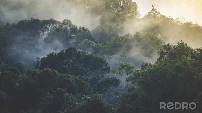 Fototapete Nebliger Morgen in einem geheimnisvollen Tropenwald